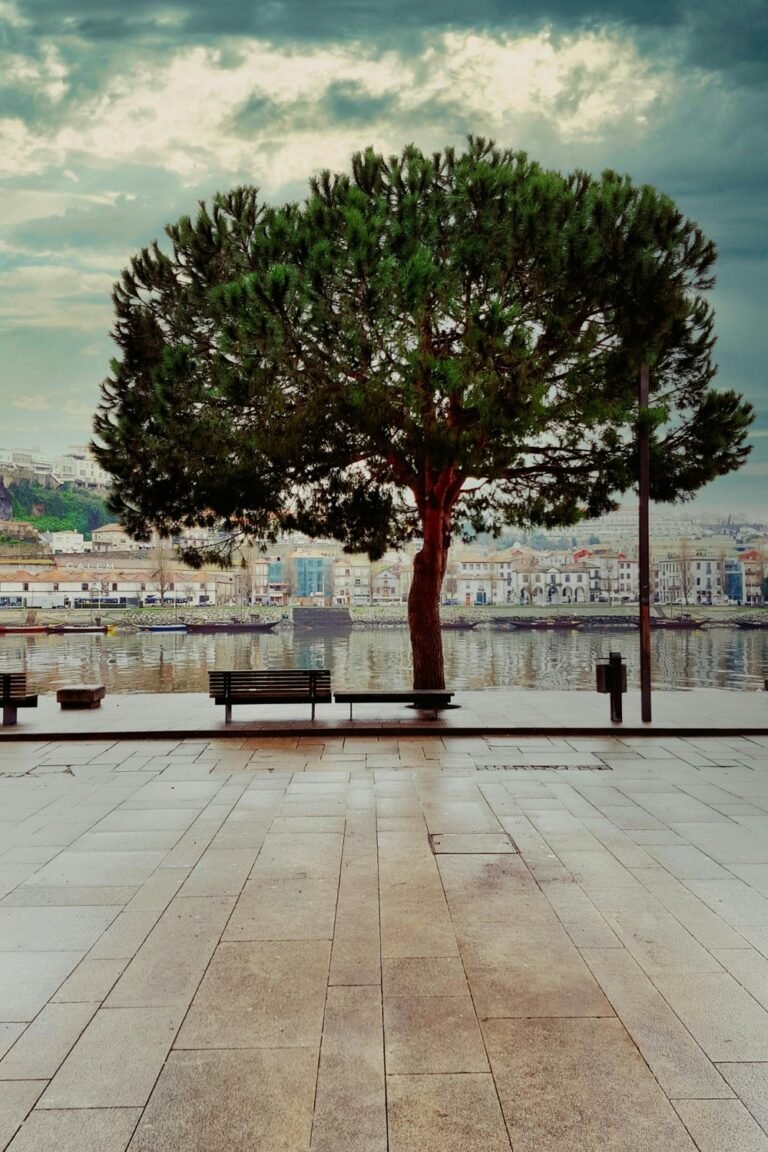 pexels peter lane 659089557 17702301 1000x1500